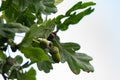 Acorns. background green oak leaves and acorn . Royalty Free Stock Photo