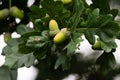 Acorns. background green oak leaves and acorn . Royalty Free Stock Photo