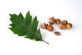 acorns on branch closeup for banner background Canadian oak acorns close-up Royalty Free Stock Photo
