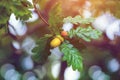 Acorns on a branch in an forest.