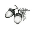 Acorns on a branch isolated on white, black and white ink drawing of autumn acorns and oak leaves, vintage autumnal line art Royalty Free Stock Photo
