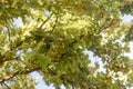 Acorns on a branch oak leaves, autumn. Nature background Royalty Free Stock Photo