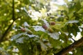 Acorns on a branch oak leaves, autumn. Nature background Royalty Free Stock Photo