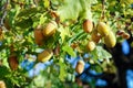Acorns on the branch of an oak tree Royalty Free Stock Photo