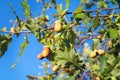 Acorns on the branch of an oak tree Royalty Free Stock Photo
