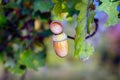 Acorns on the branch of an oak tree Royalty Free Stock Photo