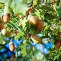 Acorns on the branch of an oak tree Royalty Free Stock Photo