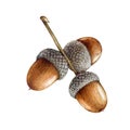 Acorns on the branch watercolor painted illustration. Hand drawn realistic oak tree brown nut element on the branch