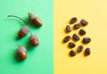 Acorns and coffee beans on a yellow and green background Royalty Free Stock Photo