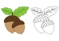 Acorns. Coloring page.