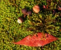 Acorns and Fall Leaf Set in Moss