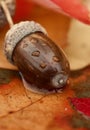 Acorns are food for many animals