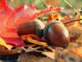 Acorns in the forest Royalty Free Stock Photo