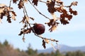 Acorns fruit on oak tree branch in forest. Royalty Free Stock Photo