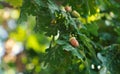 Acorns fruits on oak tree branch Royalty Free Stock Photo