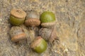 Acorns Royalty Free Stock Photo