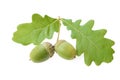 Acorns with green oak leaves isolate on white Royalty Free Stock Photo