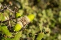 Acorns growing on the branches of a young wild oak Royalty Free Stock Photo