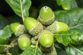 Acorns growing on an oak tree branch Royalty Free Stock Photo
