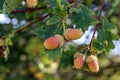 Acorns hang on a branch