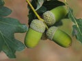 Acorns hanging on an acorn tree in fall