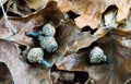 Acorns that have Fallen from the Oak Tree Setting on Oak Leafs Royalty Free Stock Photo