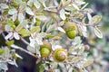 Acorns on a Holly oak or Quercus ilex tree Royalty Free Stock Photo