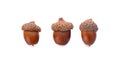 Acorns isolated on a white background