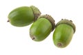 Acorns isolated on white background