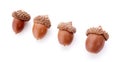 Acorns an isolated on a white background