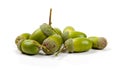 Acorns isolated on white