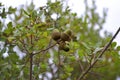 Acorns from Kermes oak treeQuercus coccifera, Albania.