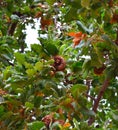 Acorns from Kermes oak treeQuercus coccifera, Albania.