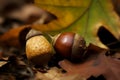 Acorns leaf fall plant. Generate Ai