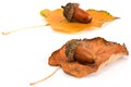 Acorns and leafs