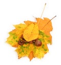 Acorns and leaves Royalty Free Stock Photo