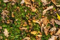 Acorns lying on green grass among fallen oak leaves Royalty Free Stock Photo