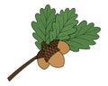 Acorns on an oak branch, veined tree foliage and nuts with a hard shell in cartoon style