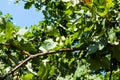 Acorns, oak fruits on a tree branch against a blue sky background