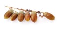 Acorns oak isolate on white background Royalty Free Stock Photo