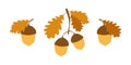 Acorns with oak leaves - autumn decorative elements for design and decor, leaf fall, oak tree, autumn time Royalty Free Stock Photo