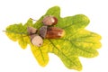 Acorns on oak leaves in autumnal colors, close up