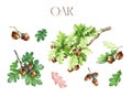 Acorns, oak leaves and branches set. Watercolor painted illustration. Hand drawn oak tree brown nut with green leaf Royalty Free Stock Photo