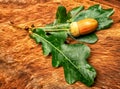 Acorns of oak with leaves lie on hemp Royalty Free Stock Photo