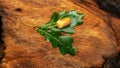 Acorns of oak with leaves lie on hemp Royalty Free Stock Photo