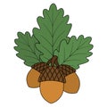 Acorns and oak leaves. Nuts with hard shells. Green foliage of a tree with veins in cartoon style