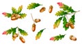 Acorns, oak leaves, oak branches with acorns. Royalty Free Stock Photo