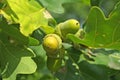 Acorns on the oak-tree Royalty Free Stock Photo