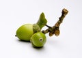 Acorns from an Oak tree