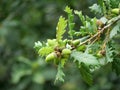 Acorns on oak tree branch Royalty Free Stock Photo